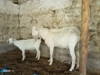 Cabra, Cabras — foto 5