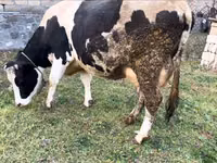 İnək, Russian Black pied cattle — foto 4