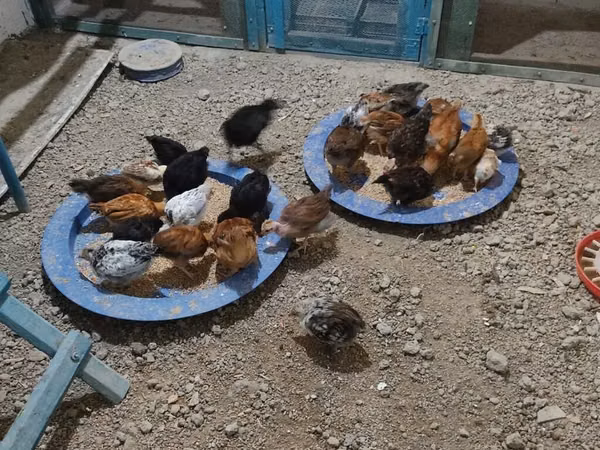 Chickens — أذربيجان