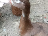 Ducks — 5-rasm