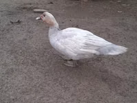 Ducks — foto 4