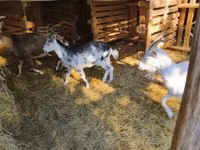 Kozioł, Kozy — zdjęcie 3