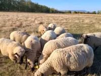 公羊, Shroshire sheep — 照片 1