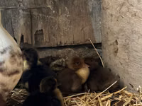 Ducks — foto 6