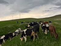 Kuh, Simmental cattle — Foto 2