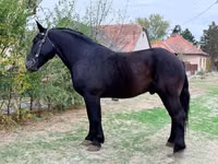 Айғыр, Lipizzaner — 2-сурет