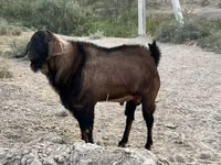 Oğlak, Nubian Goat — foto 4