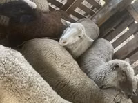 Koyun, Blackheaded Persian sheep — foto 2