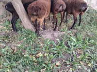 母羊, Hissar sheep — 照片 1