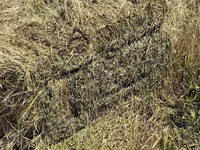 Yonca satılır.təmiz yoncadır 3-cü biçim . qiyməti 4,5. 200 pres var — foto 4