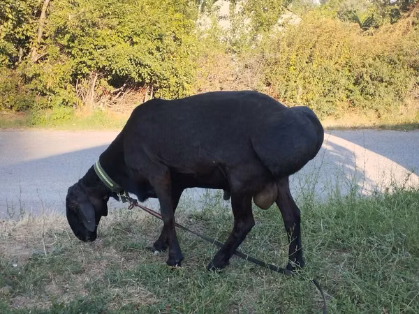 Beran, Edilbay sheep