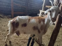 Kozioł, Nubian Goat — zdjęcie 1