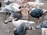 Turkeys — Foto 3