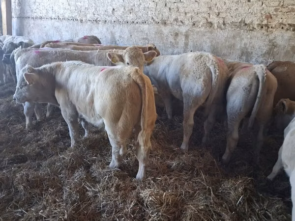 Buqa, Charolais cattle