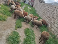Brebis, Moutons — photo 5