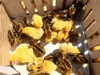 Quails — foto 1
