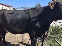 Vaca, Raça Holstein — foto 7
