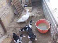 Ducks — zdjęcie 4