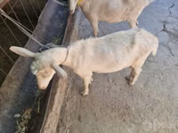 Koza, Saanen goat — foto 4