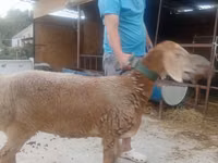 Qoyun, Arashan sheep — foto 3