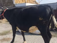 Vaca, Russian Black pied cattle — foto 5