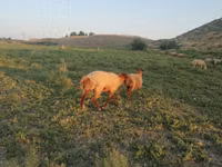 Carnero, Ovejas — foto 4