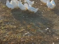 Ducks — foto 2