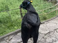 காளை, ஹெரெஃபோர்ட் — புகைப்படம் 4