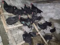 Australorp — Foto 7