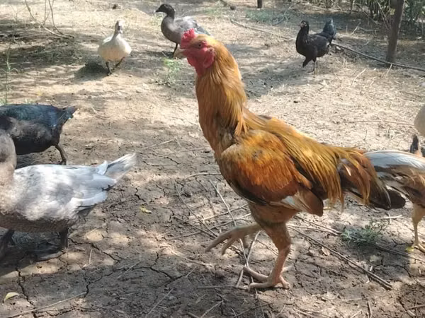 Chickens
