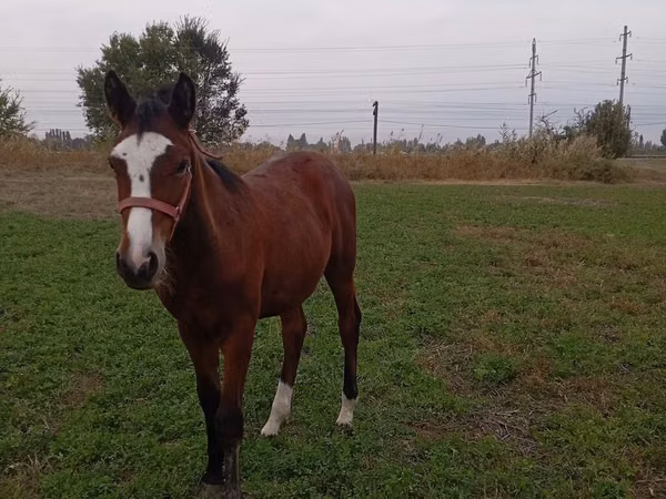 Jument, Chevaux