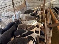 Bélier, Moutons — photo 3
