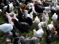 Chickens — zdjęcie 1