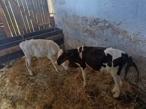 Buqa, Russian Black pied cattle
