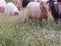 كبش, Racka sheep — الصورة 1