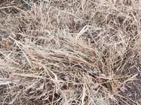 Yemlik quru ot Təcili satılır pul ehtiyac di qiymətə razılaşma var - — foto 1