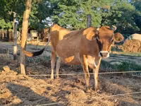 Vache, Race Jersey — photo 1