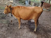Cow, Cattle — photo 3