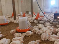 Chickens — Foto 4