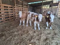Býk, Simmental cattle — foto 2
