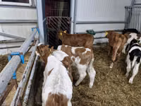 Taureau, Simmental cattle — photo 2
