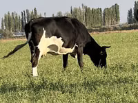 母牛, Cattle — 照片 3