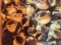 Ducks — zdjęcie 1