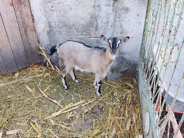 母山羊, Goats