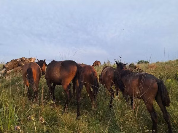 ცხენები (პარტია, სქესი არ არის მითითებული), Kazakh horse