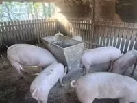 பெண் பன்றி, பன்றிகள் — புகைப்படம் 4