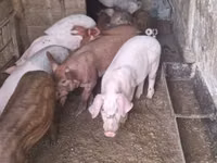 Schweine (Partie, Geschlecht nicht angegeben) — Foto 3