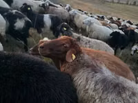 ஆண் ஆடு, Blackheaded Persian sheep — புகைப்படம் 2