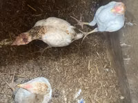 Chickens — Foto 4