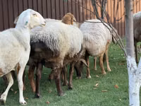 Schaf, Arashan sheep — Foto 3